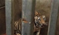 Hổ bị nuôi nhốt trái phép trong hầm kín nhà dân ở xã Đô Thành, huyện Yên Thành (Nghệ An)