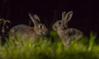 Hiện nay Úc vẫn đang phải vật lộn với số lượng lớn thỏ hoang. Ảnh: Scitech Daily.