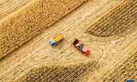 Nông dân thu hoạch ngô ở khu tự trị Nội Mông, phía bắc Trung Quốc, ngày 14/10/2022. Ảnh: Xinhua.