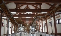 Hai bộ xương cá voi có niên đại từ 250-300 năm được phục dựng thành công tại đảo Lý Sơn, tỉnh Quảng Ngãi.
