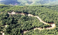 Phó Thủ tướng yêu cầu Quảng Ngãi xác minh, làm rõ vụ phá rừng tự nhiên để mở đường công vụ