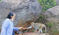 Kế hoạch di dời đàn khỉ hoang ở đảo Hòn Trà đến Vườn quốc gia Kon Ka Kinh