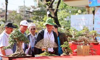 Dàn bonsai độc lạ, giá lên đến 500 triệu đồng ở Quảng Ngãi