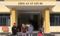 Giá cau tăng kỷ lục, ‘cau tặc’ lộng hành khắp nơi