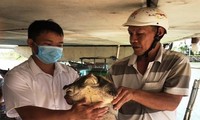 Ngư dân giao nộp cá thể rùa bắt được cho cơ quan chức năng.