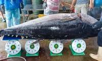 Ngư dân Bình Định trúng cá “khủng” nặng hơn 200 kg .