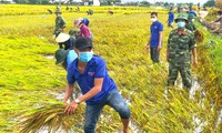 Lội ruộng giúp người dân gặt lúa