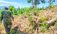 Bình Định yêu cầu điều tra vụ phá, lấn chiếm đất rừng tại Phù Mỹ