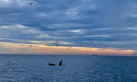 Clip cá voi xanh bơi lượn, ngoi lên mặt nước săn mồi ở vùng biển Bình Định
