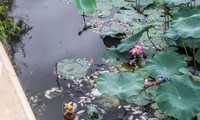 Vì sao cá chết hàng loạt ở hồ sinh thái tại Quy Nhơn?