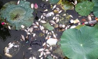 Cá chết hàng loạt bốc mùi hôi thối ở hồ sinh thái tại Quy Nhơn