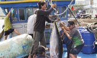 Xem ngư dân Bình Định bốc cá ngừ đại dương sau chuyến biển xuyên Tết
