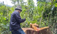 Cận cảnh hiện trường loạt cây gỗ đường kính lớn bị cưa xẻ nằm ngổn ngang ở Vân Canh