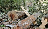 Đề nghị tố giác tội phạm vụ khai thác gỗ khủng trong rừng phòng hộ ở Bình Định