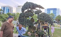 Chiêm ngưỡng những cây bonsai độc đáo