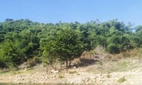 Đã thu hồi 138ha đất rừng phòng hộ cấp sai cho gia đình nguyên bí thư huyện ở Bình Định