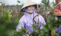 Rộn ràng mùa lặt lá thuê ở thủ phủ mai vàng Bình Định