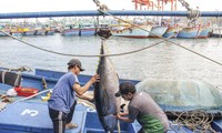 Bình Định: Hàng nghìn ngư dân vươn khơi bám biển xuyên Tết