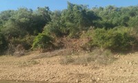 Vụ thâu tóm 138ha đất rừng ở Bình Định: Khởi tố cựu Bí thư huyện uỷ