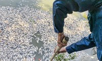Cá trong hồ Bàu Sen ở Quy Nhơn bất ngờ chết hàng loạt