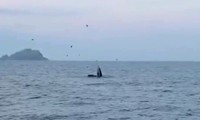 Cá voi lớn ngoi lên mặt nước săn mồi tại vùng biển Bình Định