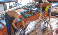 Xem ngư dân xuất bán cá ngừ 40-50 kg vừa đánh bắt từ Trường Sa 