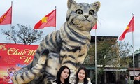 Đi hơn 10 km để chụp ảnh check in bên &apos;hoa hậu&apos; mèo Quảng Trị gây sốt mạng xã hội
