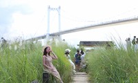 Giới trẻ Đà Nẵng tấp nập chụp ảnh bên đồng lau trắng đầu mùa 
