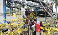 Chợ hoa Tết Đà Nẵng ế ẩm, nhiều chủ vườn nghỉ bán sớm, bỏ bạc triệu chở mai về 