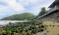 Bãi biển Quy Nhơn “bất ngờ” xuất hiện bãi đá rêu xanh.