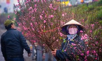 Một Hà Nội thật xinh những ngày Xuân tới: Diện áo dài đi chợ Tết, chụp ảnh cùng hoa đào