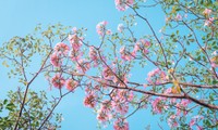Hẹn hò Sài Gòn: Hoa kèn hồng nở sớm rực rỡ một khoảng trời, đẹp tựa như một thước phim