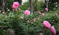 Mãn nhãn với hàng nghìn gốc hoa hồng tại Công viên Thống Nhất nở rộ