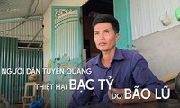 Chủ vườn ở Tuyên Quang lo bạc tỷ &apos;trôi&apos; theo dòng nước lũ