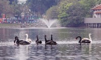 12 con thiên nga được thả thử nghiệm trên hồ Gươm vào sáng ngày 5/2 đã được đưa sang thả ở hồ Thiền Quang (Hà Nội)