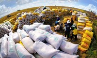 Ủy ban Thường vụ Quốc hội sắp chất vấn về xuất khẩu gạo 
