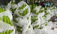 Nông sản tỷ USD Việt Nam đang xuất khẩu Trung Quốc