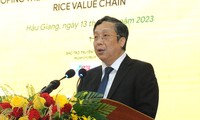 Xuất khẩu kỷ lục và những điểm nghẽn của lúa gạo Việt Nam