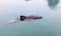 Cá heo tung tăng bơi lội ở vịnh Hạ Long 