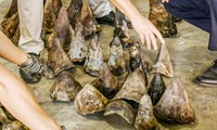  Cận cảnh lô hàng chứa 138kg sừng tê giác từ Nam Phi về cảng Đà Nẵng