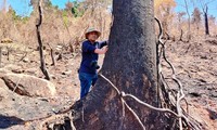 Hiện trường cây rừng tự nhiên ở xã Phước Kim (Phước Sơn, Quảng Nam) bị đốt cháy hồi tháng 5/2021. Vụ việc đang được điều tra. Ảnh: N.D