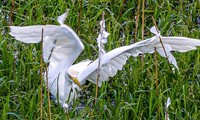 ‘Ma trận’ bẫy chim trời bủa vây cánh đồng ở Đà Nẵng