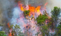 Lửa bốc cao trong vụ cháy rừng ở Hòa Khánh Bắc, Liên Chiểu, Đà Nẵng - Ảnh:VNN