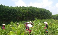 Mô hình trồng cây gây quỹ của chị em phụ nữ bản Mùng.