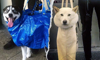 Tàu điện ngầm ở New York cấm mang chó và những cách lách luật có &quot;1-0-2&quot; của người dân