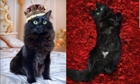 Bé mèo gây sốt với ngoại hình quý tộc, còn xuất hiện trong cả loạt phim kinh điển
