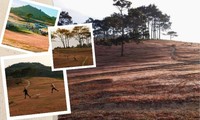 Check-in Lâm Đồng mùa cuối năm: Thung lũng Masara vào mùa cỏ hồng đẹp mộng mơ