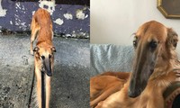 Chó mõm dài nhất thế giới