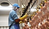 EU là một thị trường tiềm năng cho thịt gà Việt Nam