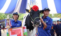Niềm vui của chủ hộ Lê Xuân Tiên khi có bò đăng quang “Hoa hậu bò sữa” Mộc Châu năm 2018.